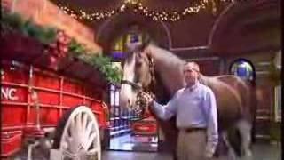 Budweiser Brewery Tour by OFFICIALBESTOFCOM TV amp TRAVEL [upl. by Bigelow]