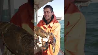 Helping a HUGE Maine Lobster [upl. by Carbrey]