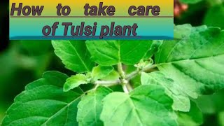 Tulsi plant care like share and subscribe 🤗 [upl. by Osrick]