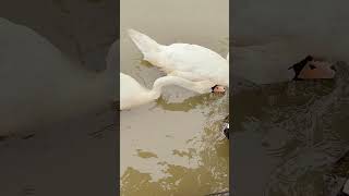 Feeding Swans swans blackswan whiteswan ducks petduck zoo birds birdsounds 3 [upl. by Ecinom560]