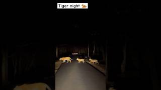 Tiger Night🐅 tiger ytshort youtube ytreels youtubeshorts shorts explore animals [upl. by Ingeborg]