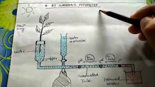 Test of ganong potometer simple explanation PLEASE SUBSCRIBE [upl. by Gnof]