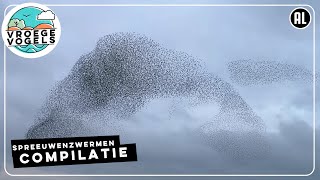 Enorme spreeuwenzwermen  Compilatie Zelf Geschoten  Vroege Vogels [upl. by Ardnala]