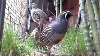 Codornices chilenas codornices Cantando California Quail Sounds Quail Sounds California Quail [upl. by Guss898]