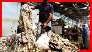 🧶🐑 Modern SHEEP FARMING Technologies  Wool Processing Factory  Sheep Shearing [upl. by Naux250]