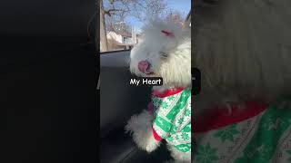 🥹 Waiting for Mommy myheart bichon bichonfrise dogmom devoted blessed allheart dogshorts [upl. by Dietrich]