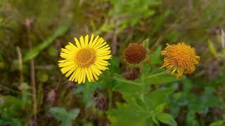 Common Fleabane  A visual guide to this pretty wildflower with its daisylike blooms [upl. by Helgeson62]