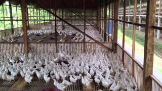 Growing Chickens for Egg Production in the Philippines [upl. by Eryt972]