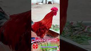 Rooster Crowing  Rooster Sound  Rooster Sound Effect shorts roostercrowing roostersound [upl. by Karim]