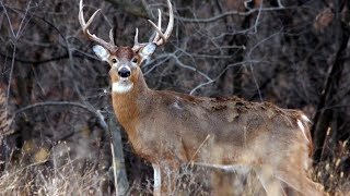 Deer Talk Now Your Deer Hunting Season Questions Answered [upl. by Nauht]