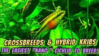 Kribensis The quotNanoquot Cichlids  Everything You Need to Know To Breed amp Care for Kribs [upl. by Ieppet99]