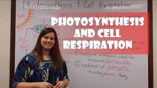 Photosynthesis and Cell Respiration [upl. by Eussoj354]