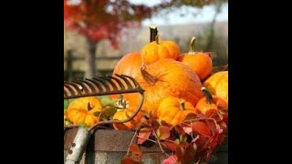 Garten im November 1 Erdbeeren umpflanzen Gemüse lagern den weltbesten Dünger verteilen [upl. by Pegma]