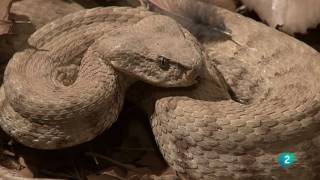 Grandes DocumentalesAlamto el paraíso de los reptiles [upl. by Boykins]