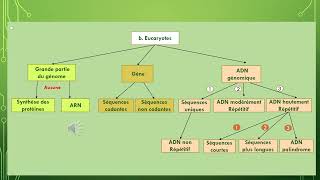 La génétique pas à pas Les gènes et leurs séquences chez les Eucaryotes et Procaryotes [upl. by Ronny]