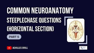 HORIZONTAL SECTION of the Brain Common NEUROANATOMY STEEPLECHASE Questions PART 5 [upl. by Enirol]