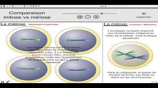 Comparaison méiose vs mitose [upl. by Madra]