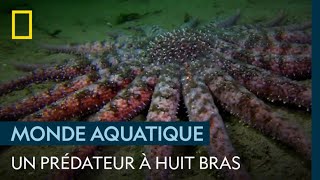 Cette dangereuse étoile de mer géante possède 18 bras [upl. by Tebazile400]