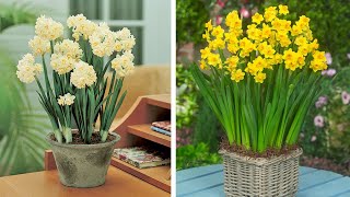 How to Plant Indoor Narcissi WinterSpring Garden Guide [upl. by Krakow]