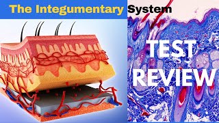 Integumentary System Epidermis Dermis and Subcutaneous Layer Quick anatomy and some functionality [upl. by Gerfen]