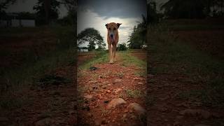 dog nature love youtubeshorts trending [upl. by Nehgaem]