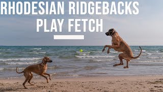 Rhodesian Ridgebacks Playing Fetch [upl. by Ernesto]