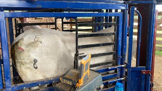 Flushing Donor Cows at Windy Hill Farms Ramseur NC for Rock Hill Brahman amp Crossbreds Part 1 cow [upl. by Dillie]