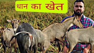 धान के खेत में नीलगाय dhaan Ke Khet Mein nilgai vlogs [upl. by Nyram752]