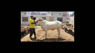 DAJLI NUKRA  BHAIJAAN CATTLE FARM  ❣️ shorts youtubeshorts cow [upl. by Ailehs]