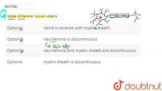 Node of Ranvier occurs where [upl. by Ayekal]