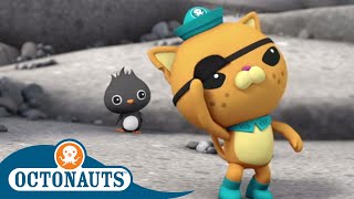 Octonauts  Kwazii Cat Helping Others  Cartoons for Kids  Underwater Sea Education [upl. by Nomsed]