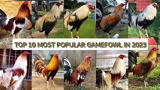 TOP 10 MOST POPULAR GAMEFOWL IN 2023😍 [upl. by Anilram563]