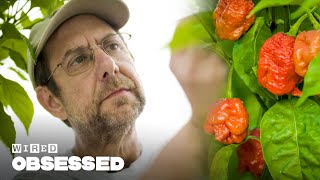 How This Guy Made the Worlds Hottest Peppers  Obsessed  WIRED [upl. by Llerruj]