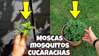 Estas PLANTAS hacen desaparecer a cucarachas mosquitos y moscas inmediatamente Hogar y jardín [upl. by Sheedy632]