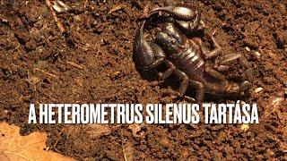 Az ázsiai erdei skorpió Heterometrus silenus tartása  Insect Breeding Hungary [upl. by Tobi221]