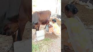 ❤️❤️hari2k vivasayi song vivasayi agriculture shortsviral shortsfeeds ❤️❤️ [upl. by Esinahs938]