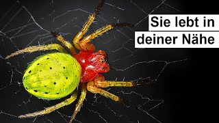 So gefährlich ist diese Spinne wirklich Araniella cucurbitina [upl. by Gilemette]