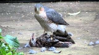 Sparrowhawk plucking live Starling pt2 [upl. by Oregolac]