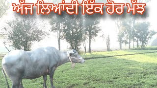 ਅੱਜ ਲਿਆਂਦੀ ਇੱਕ ਹੋਰ ਮੱਝ 🐄🐄 [upl. by Leonardi]