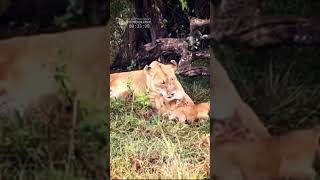 Cute Lioness And Her Four Tiny Cubs Funny and Cute Animal Cubs [upl. by Willdon92]