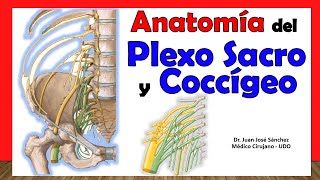 🥇 PLEXO SACRO Y COCCÍGEO Anatomía Fácil y rápida Explicación [upl. by Eivlys]