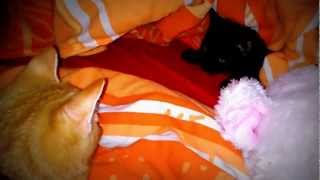 Katzen spielen im Bett [upl. by Yrrem]