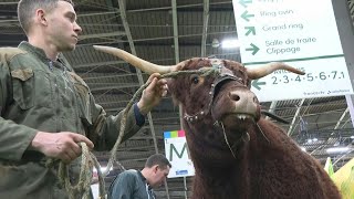 Salon de lagriculture  la vache Ovalie star du salon fait son entrée  AFP Images [upl. by Shena766]