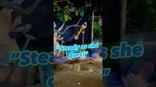 “Steady as she goes” piratesofthecaribbean parrot talking treasure beach disneyland shorts [upl. by Ruford]