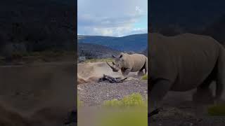 Unfazed Giant How a Rhino Escaped the Lions’ Attack [upl. by Marvin]