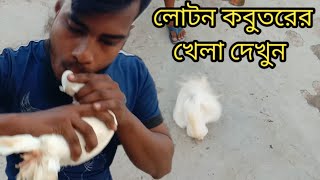 লোটন কবুতরের আজব খেলা দেখুন। আসল লোটন কবুতর চেনার উপায়।kabutar khamarlotan kabutar in Bangladesh [upl. by Atnauq]