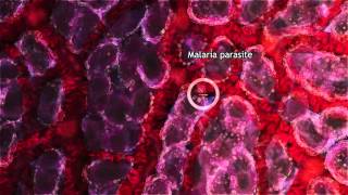 Malaria Lifecycle Part 1 Human Host 2016 [upl. by Neersin]