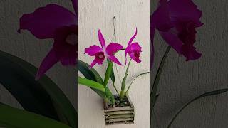 Cattleya ou Laelia Purpurata Sanguínea 🥰 floracãolinda cattleyapurpurata cultivodeorquideas [upl. by Hamford126]