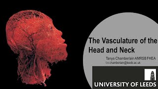 Vasculature of the Head and Neck [upl. by Haissem]