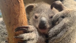 Mom and baby koala 🐨❣️🐨😍 [upl. by Atsirt]